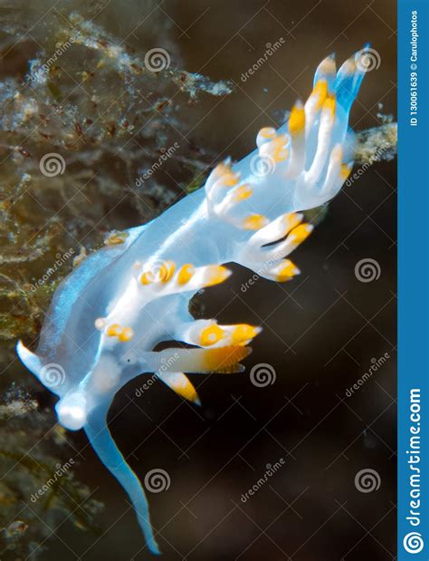 Nudibranchs In Their Habitat Stock Image Image Of Color Eating