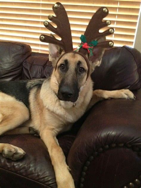 Christmas German Shepherd Used Dog Pictures Pinterest