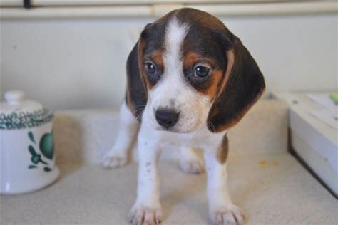 Contact us for more information on available kittens, puppies and future litters! Beagle Puppies | Manhattan Puppies & Kittens