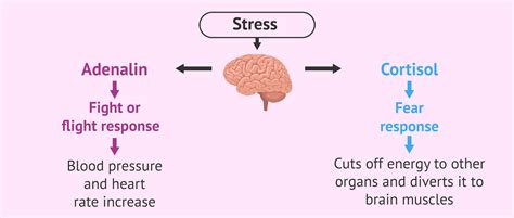 Diagram Of Stress Hormones