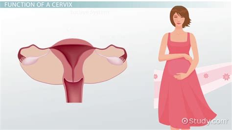 Cervix Definition Anatomy Function Video Lesson Transcript