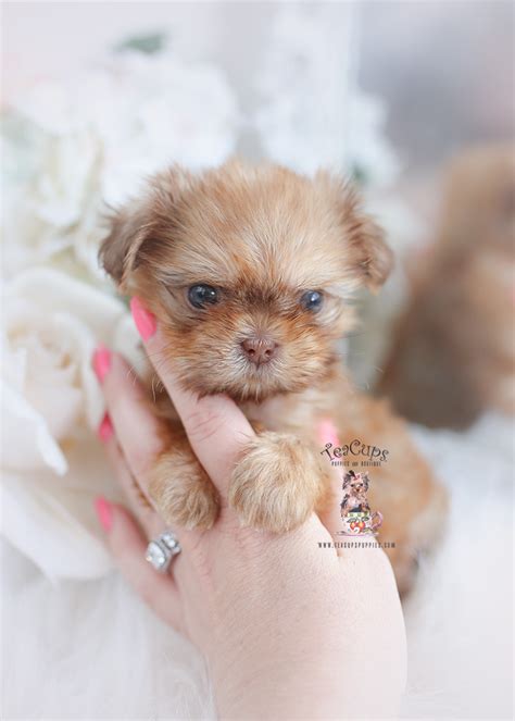 Shih Tzu Puppy 125 Teacup Puppies And Boutique