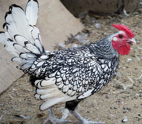 Sebright Chicken Photos Yahoo Image Search Results Fancy Chickens