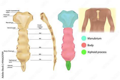 Sternum Anatomy The Articulations And Parts Of The Sternum Sternal