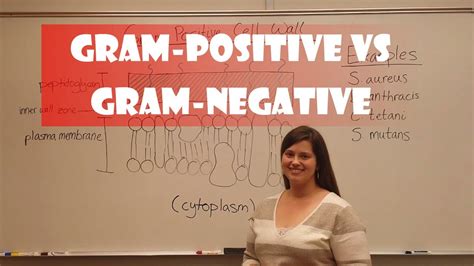 Gram negative bacteria do not have this layer and thus do not retain the stain. Gram Positive Bacteria vs Gram Negative Bacteria - YouTube