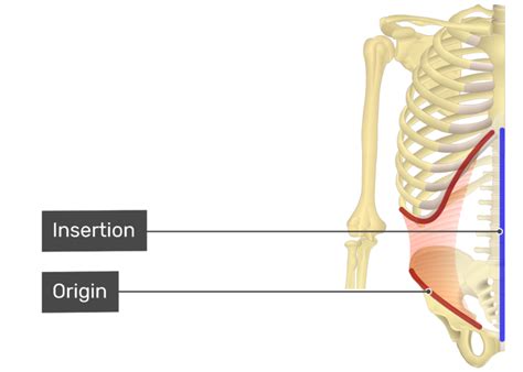 Transversus Abdominis Muscle