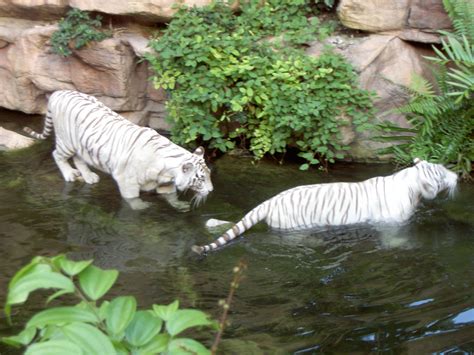 Filewhite Tigers Wikimedia Commons