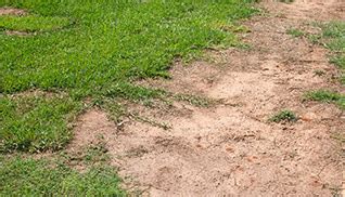 You can call at +1 248 387 6296 or find more contact information. Preventing Salt Damage: Spring-Green Lawn Care Service