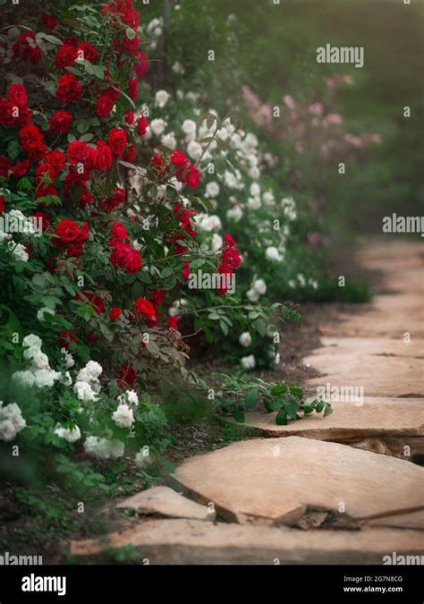 Beautiful Garden With Blooming Rose Bushes In Summer Stock Photo Alamy