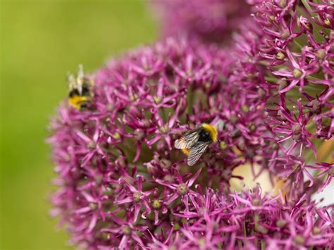 Allium Ostara Purpurroter Zierlauch Gr St Ck