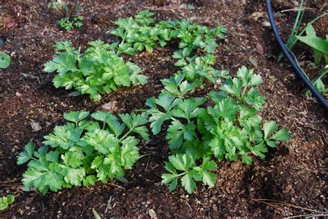 Celery Pod Easy Edible Gardening