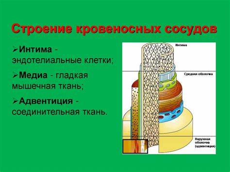 Диета сердечно сосудистая система Общая характеристика сердечно-сосудистой системы. Артерии, вены Общая характеристика сердечно-сосудистой системы. Артерии, вены Диета сердечно сосудистая система