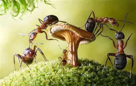Ants Wallpapers Wallpaper Cave