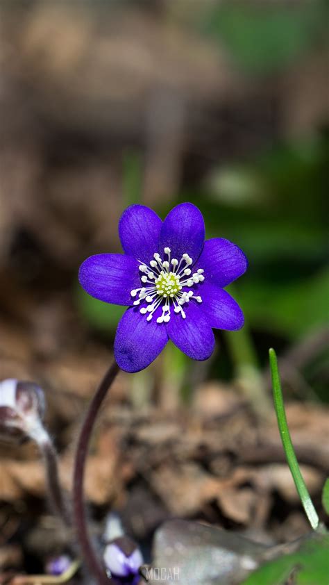 291775 Flower Blue Forest Plant Spring Hepatica Meizu 15 Plus