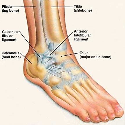 The foot consists of thirty three bones, twenty six joints and over a hundred muscles, ligaments and tendons. Ankle Sprains | Dominica Vibes News