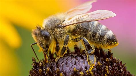 Biohelp garten & bienen biologischer pflanzenschutz für ein gesünderes leben. Bienen im eigenen Garten schützen - mit diesen Blumen