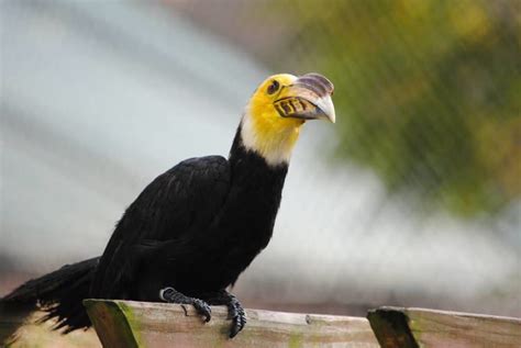 Sulawesi Hornbill Alchetron The Free Social Encyclopedia