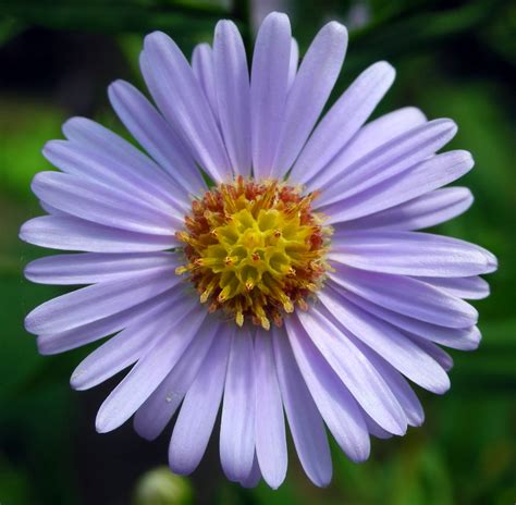 Aster Ancient Greek Words Modern Ctm Battles Under The Starry Sky