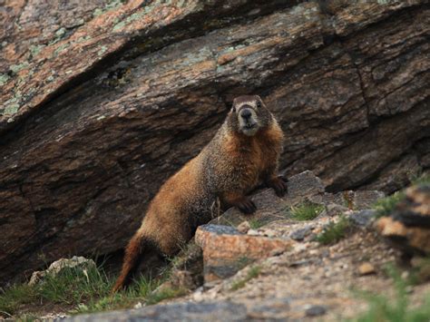 Yellow Bellied Marmot Fat Furry A Resident Of The High M Flickr