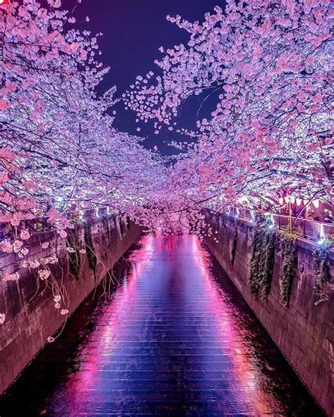 Meguro River Cherry Blossom Walk Tokyo Japan Sakura 目黒川 東京 桜