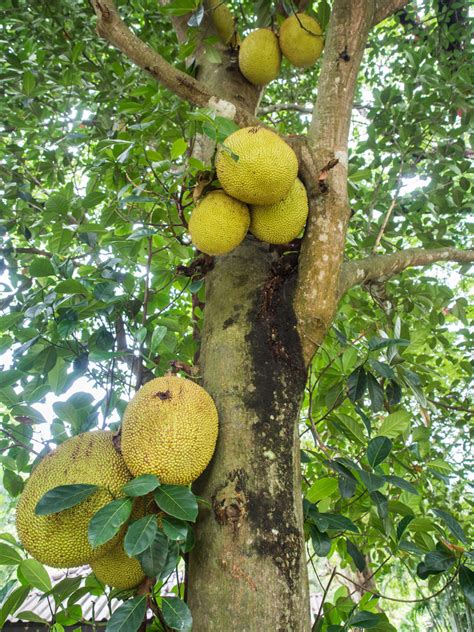 Jackfruit Specialty Crop Industry