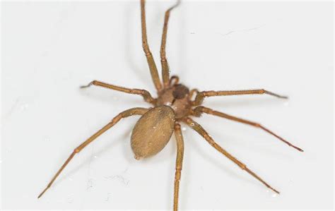 Blog Are Aiken Sc Brown Recluse Spiders Dangerous