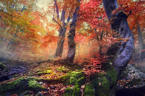 Nature Landscape Sunrise Forest Mist Fall Colorful Trees Moss Leaves