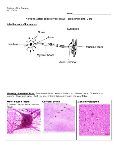 Nervous System Histology Lab Worksheet College Of The Canyons Bio Sci