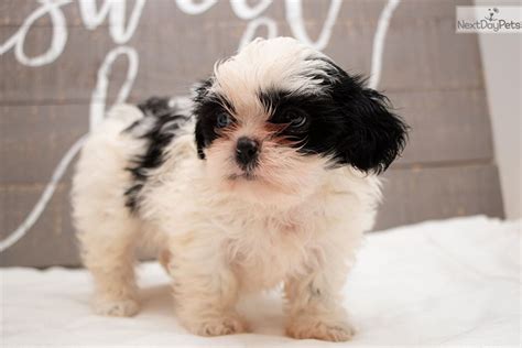 Review how much shih tzu puppies for sale sell for below. Luna: Shih Tzu puppy for sale near San Antonio, Texas ...