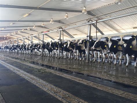 Pics Milking 22500 Cows In The Saudi Arabian Desert Agrilandie