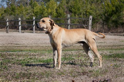 Mountain Cur Dog Breed Info Facts Temperament Puppies Pictures