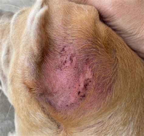 Top 90 Pictures What Does Folliculitis Look Like On Dogs Latest 102023
