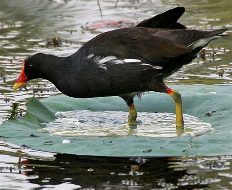 Bird Quizzes Coots Crakes Rails And Plovers