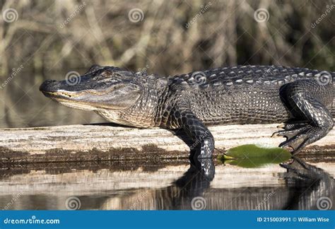 Large Basking American Alligator On A Log At The Big Water Canoe
