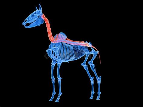 A Horse Spine Stock Illustration Illustration Of Ribs 142497175