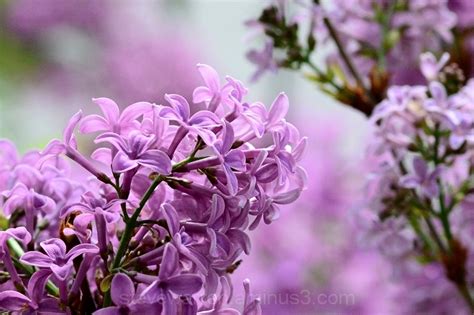 Lilacs 2 Plant And Nature Photos Steves Photoblog