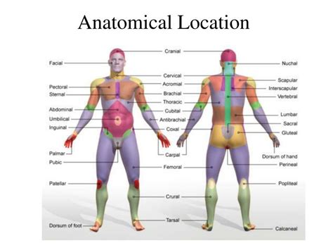 Ppt Human Anatomy Physiology Dr Michael Raucci Powerpoint
