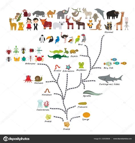 Evolution Der Biologie Schema Evolution Der Tiere Isoliert Auf Weißem