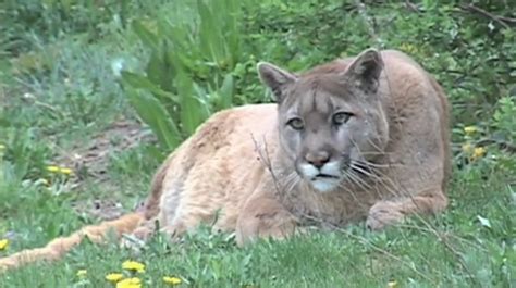 Cougar Extinct Eastern Puma Declared Extinct By Us Fish And Wildlife