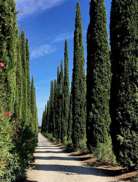 Cypress Planting Pruning And Advice On Caring For It