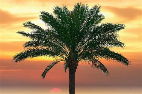 What To Do If Your Palm Tree Is Dropping Fronds Gardeners Path