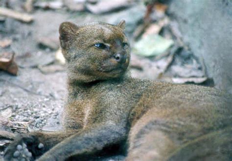 Recovery Targeted But Still A Ways Off For Endangered Jaguarundi