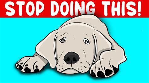 12 Everyday Things You Do That Hurt Your Dog Emotionally Youtube