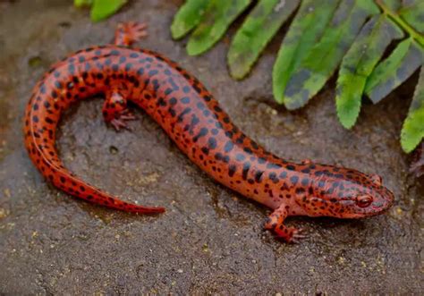 Red Salamanders Amphibian Planet