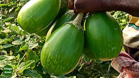 Harvesting Brinjal In The Farm Eggplant Agriculture In Asia Youtube