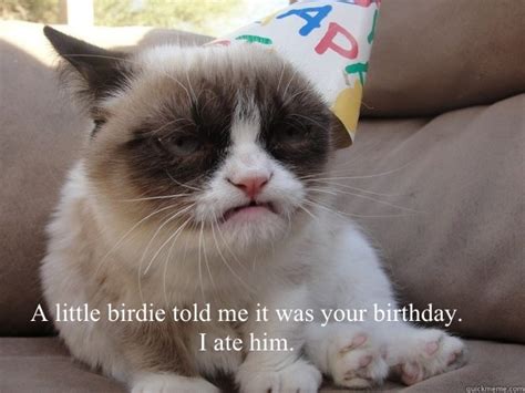 Grumpy Cat Birthday Memes Quickmeme