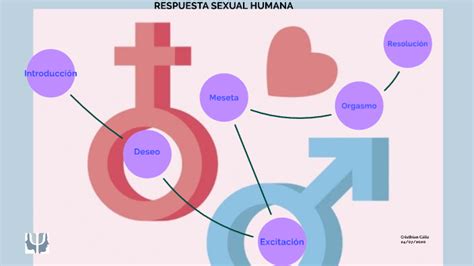Respuesta Sexual Humana By Cristhian Cáliz On Prezi Next Free