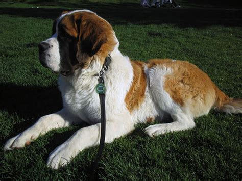 Breed Profile Saint Bernard