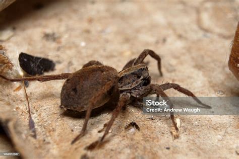 Wolf Spider Lycosa Sp Stock Photo Download Image Now Arachnophobia