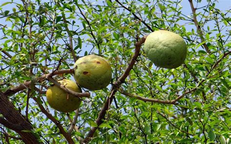 Bilva Aegle Marmelos The Medicinal Uses Of Leaves Fruits And Roots